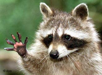 Kleiner Waschbär "begrüßt" die Besucher