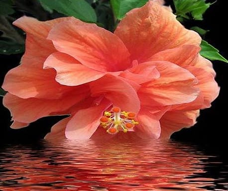 575729_539898562752853_1697633618_n