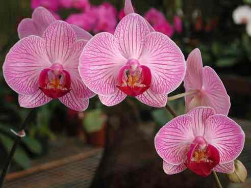 orchidea