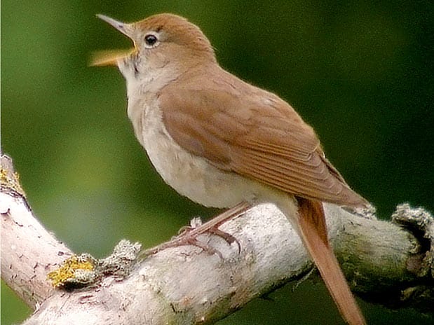 Lindo rouxinol Lindo rouxinol