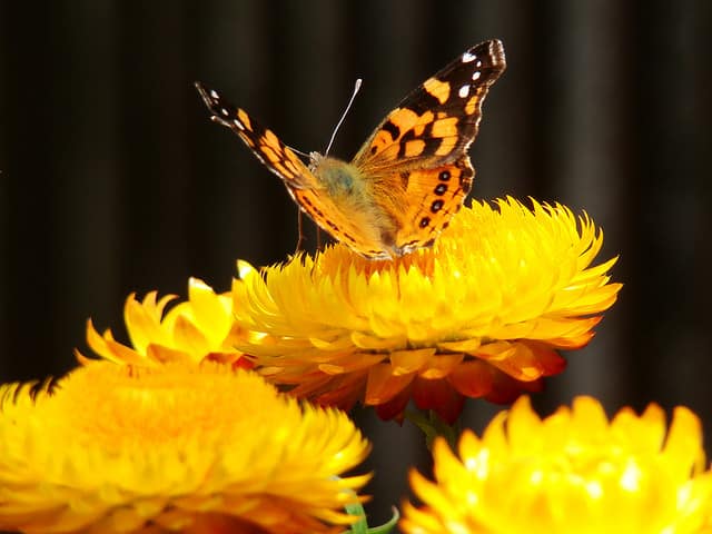 rosa e o girassol rosa e o girassol